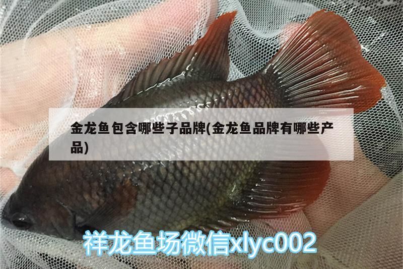 飼料 金龍魚包含哪些子品牌(金龍魚品牌有哪些產品)(金龍魚包含哪些子品牌) 觀賞魚百科 金龍魚包含哪些子品牌(金龍魚品牌有哪些產品)(金龍魚包含哪些子品牌) 金龍魚包含哪些子品牌(金龍魚品牌有哪些產品)(金龍魚包含哪些子品牌) 觀賞魚百科