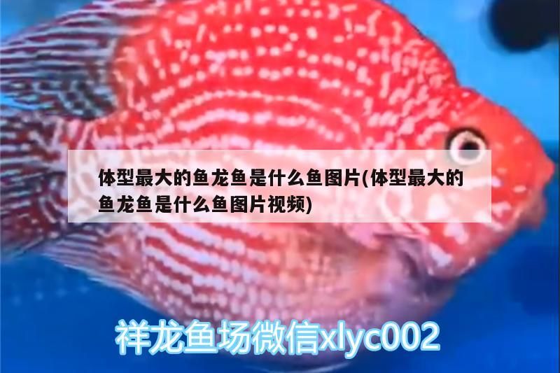 體型最大的魚龍魚是什么魚圖片(體型最大的魚龍魚是什么魚圖片視頻)（體型最大的魚是什么魚圖片）