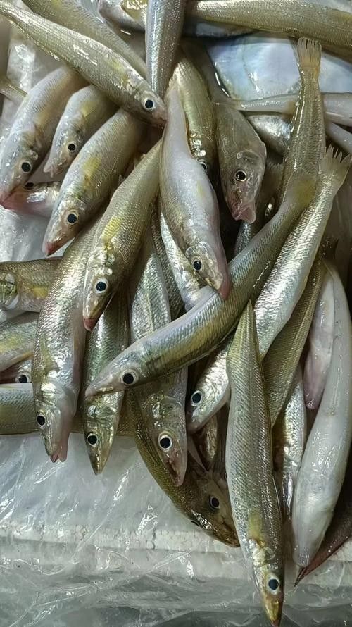 廣東特產魚推薦(廣東特產魚是廣東人餐桌上的常客) 觀賞魚百科 第1張 廣東特產魚推薦(廣東特產魚是廣東人餐桌上的常客) 廣東特產魚推薦(廣東特產魚是廣東人餐桌上的常客) 觀賞魚百科 第1張