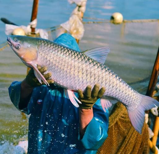 廣東特產魚推薦(廣東特產魚是廣東人餐桌上的常客) 觀賞魚百科 第4張 廣東特產魚推薦(廣東特產魚是廣東人餐桌上的常客) 廣東特產魚推薦(廣東特產魚是廣東人餐桌上的常客) 觀賞魚百科 第4張