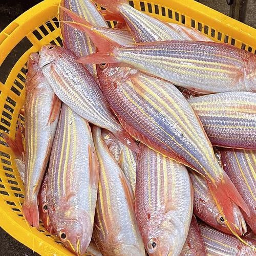 廣東特產魚推薦(廣東特產魚是廣東人餐桌上的常客) 觀賞魚百科 第6張 廣東特產魚推薦(廣東特產魚是廣東人餐桌上的常客) 廣東特產魚推薦(廣東特產魚是廣東人餐桌上的常客) 觀賞魚百科 第6張