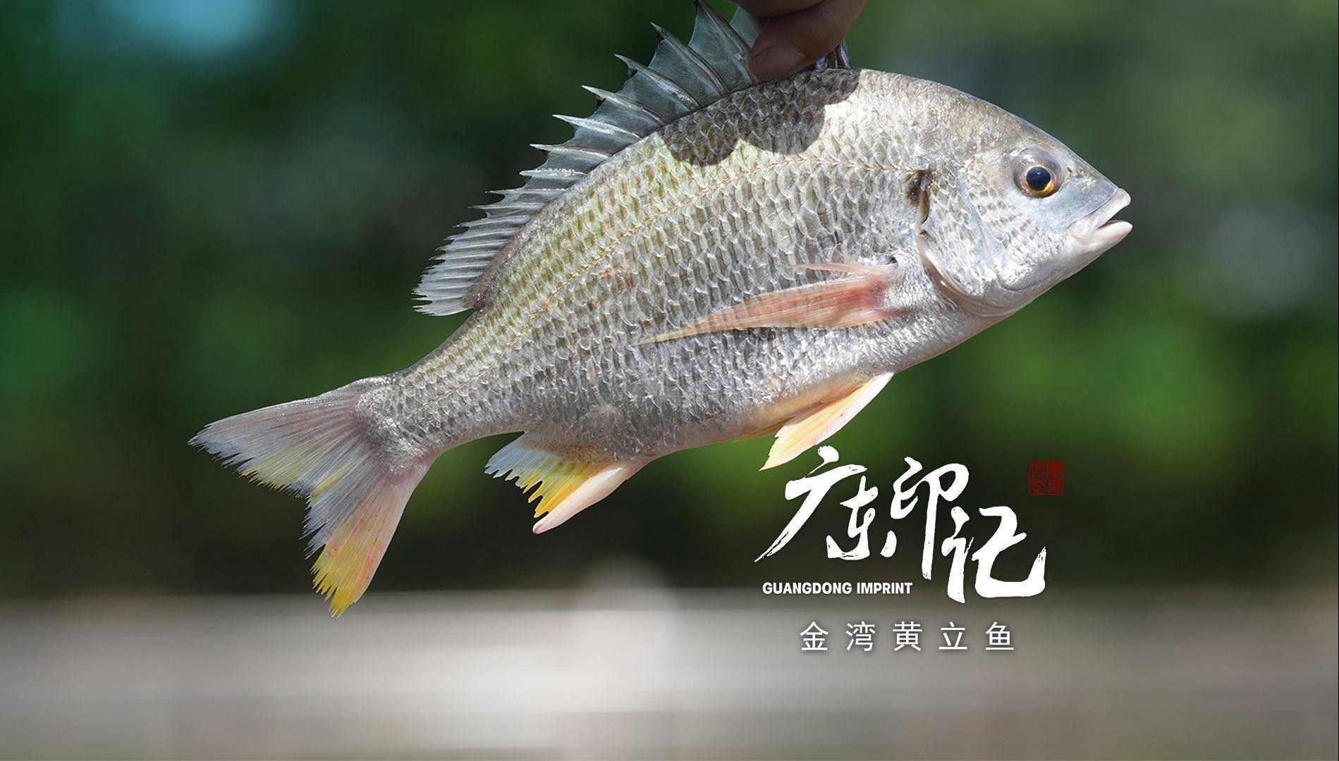 廣東特產魚推薦（廣東特產魚是廣東人餐桌上的常客） 廣東特產魚推薦（廣東特產魚是廣東人餐桌上的常客） 觀賞魚百科 第7張