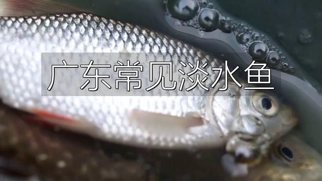 廣東特產魚推薦（廣東特產魚是廣東人餐桌上的常客） 廣東特產魚推薦（廣東特產魚是廣東人餐桌上的常客） 觀賞魚百科 第14張