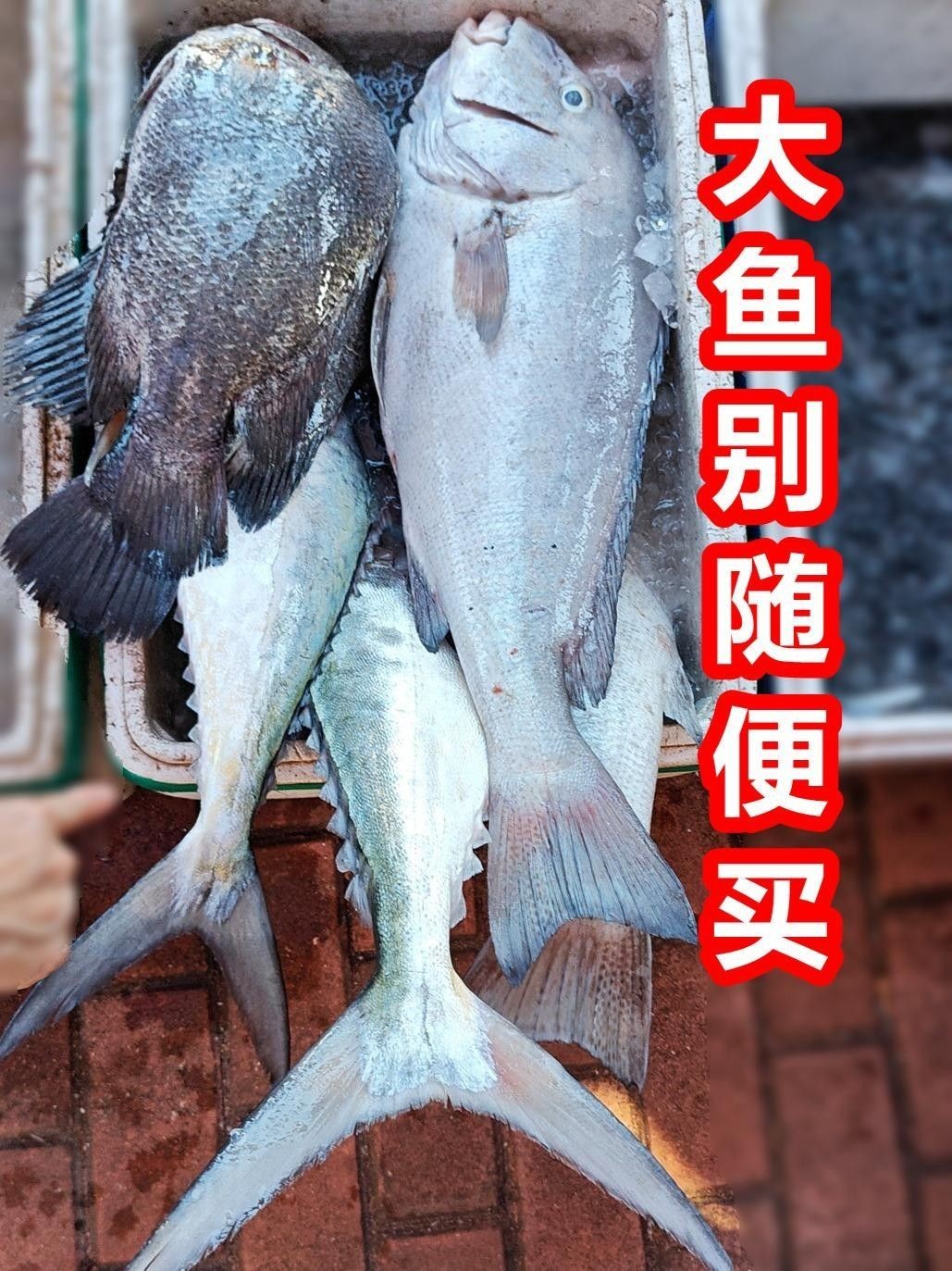 廣東特產魚推薦（廣東特產魚是廣東人餐桌上的常客） 廣東特產魚推薦（廣東特產魚是廣東人餐桌上的常客） 觀賞魚百科 第20張