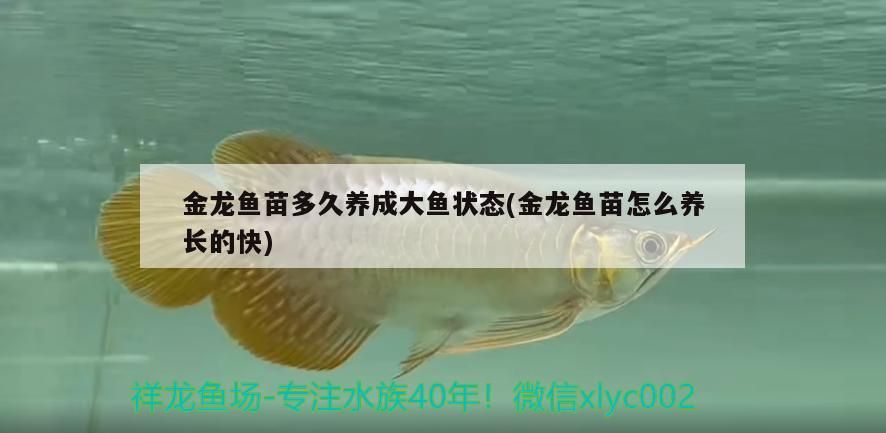 金龍魚苗多久養成大魚狀態(金龍魚苗怎么養長的快) 金龍魚苗多久養成大魚狀態(金龍魚苗怎么養長的快) 觀賞魚百科