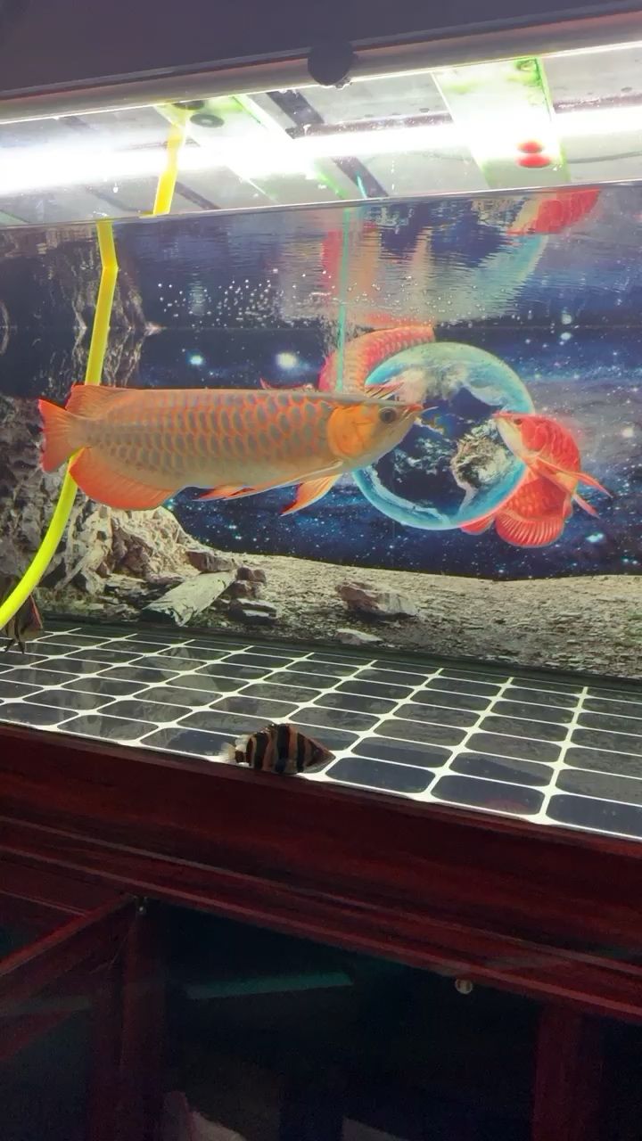 給魚換換水（給魚換換水，探討了給魚缸中的魚類更換水質的重要性及其對魚類健康的影響）