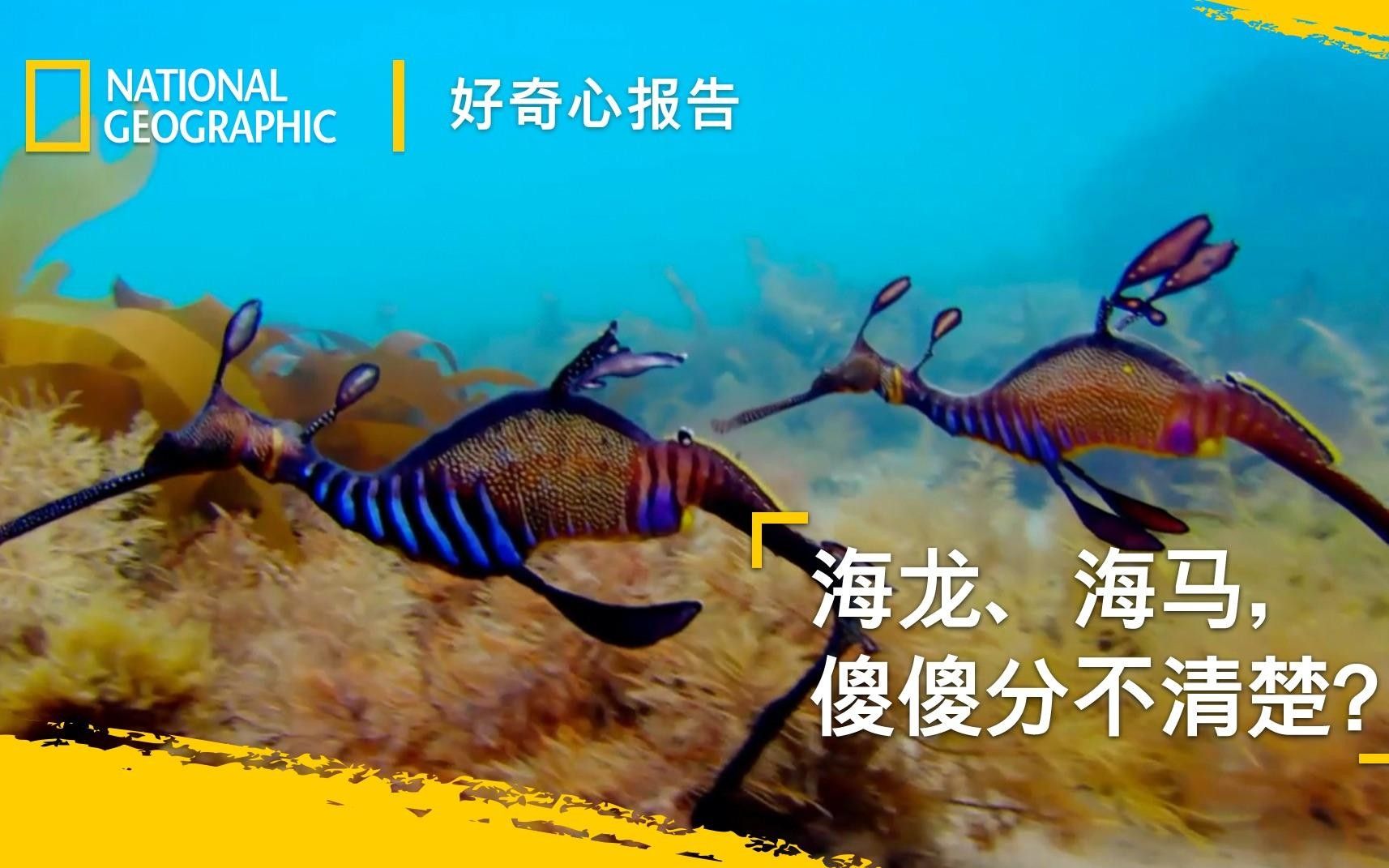 海龍和海龍魚（海龍和海龍魚有什么區別）
