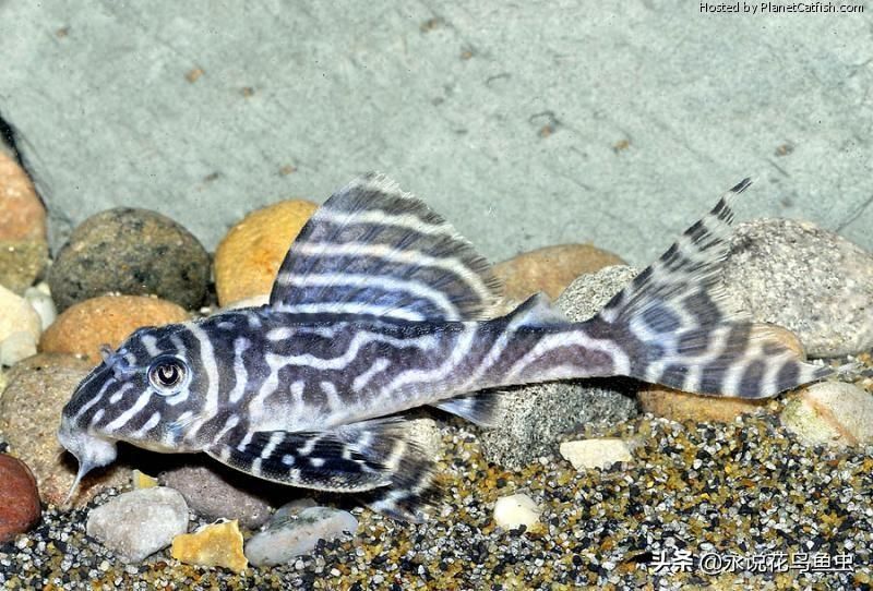 龍魚立鱗能夠用土霉素嗎:金魚脫鱗了怎么辦（關于金魚的問題）
