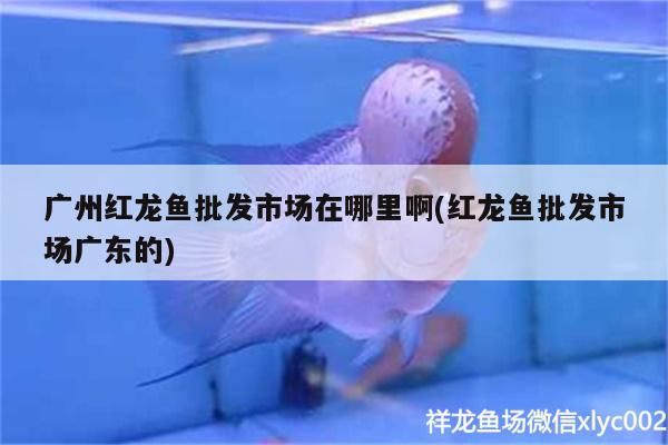 紅龍魚好養(yǎng)嗎，養(yǎng)魚的方法是養(yǎng)魚的禁忌，水族箱養(yǎng)金魚的方法