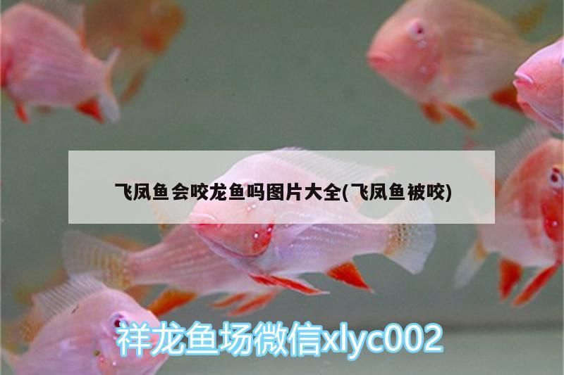 紅龍魚好養(yǎng)嗎，養(yǎng)魚的方法是養(yǎng)魚的禁忌，水族箱養(yǎng)金魚的方法