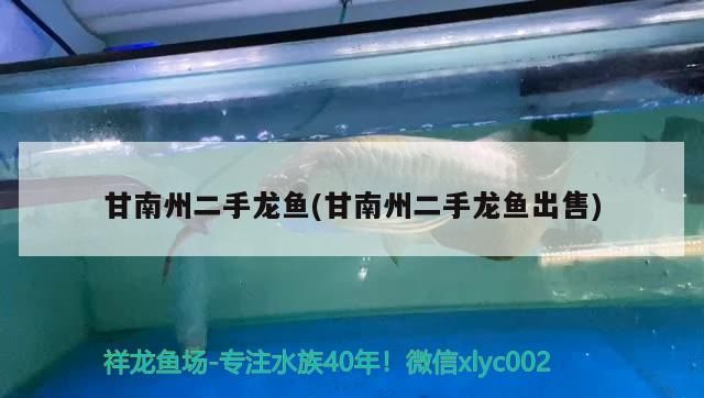 甘南州二手龍魚(甘南州二手龍魚出售)（甘南州二手龍魚）