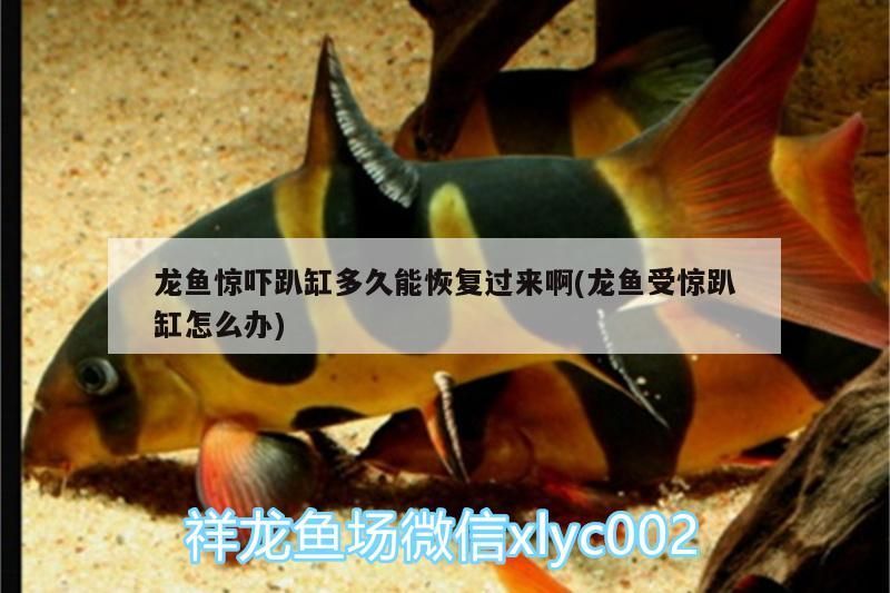 龍魚驚嚇趴缸多久能恢復(fù)過來啊(龍魚受驚趴缸怎么辦)（龍魚驚嚇趴缸多久能恢復(fù)過來） 龍魚驚嚇趴缸多久能恢復(fù)過來啊(龍魚受驚趴缸怎么辦)（龍魚驚嚇趴缸多久能恢復(fù)過來） 觀賞魚百科