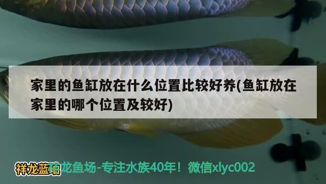 家里的魚缸放在什么位置比較好養(魚缸放在家里的哪個位置及較好)（家里的魚缸放在什么位置最合適，魚缸放在什么位置最合適）