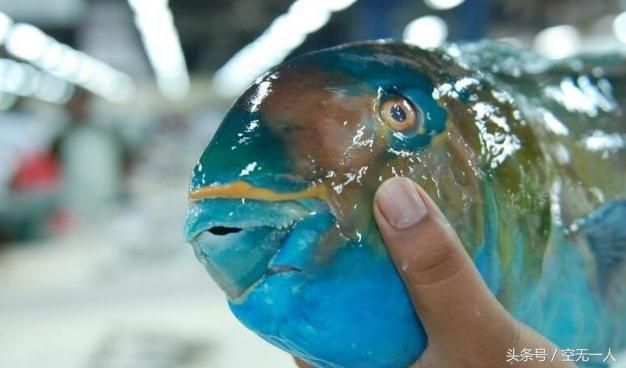 鸚鵡魚的價格:純蝦粉鸚鵡魚飼料貴嗎（純蝦粉鸚鵡魚飼料貴嗎）