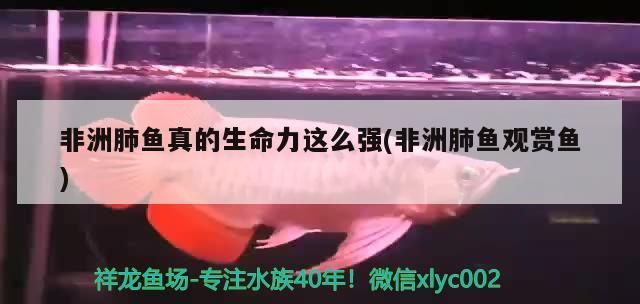 非洲肺魚真的生命力這么強(非洲肺魚觀賞魚)（非洲肺魚真的生命力這么強）