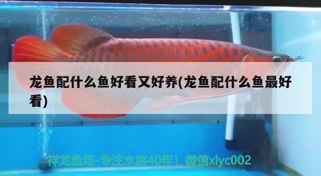 龍魚配什么魚好看又好養(龍魚配什么魚最好看)（龍魚配什么魚好看又好養） 龍魚配什么魚好看又好養(龍魚配什么魚最好看)（龍魚配什么魚好看又好養） 觀賞魚百科