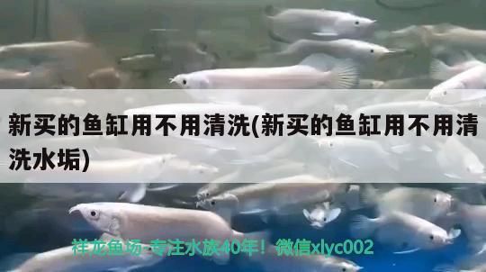 龍魚跟鯊魚混養好嗎，，虎頭鯊、龍魚跟鯊魚混養好嗎，龍魚跟鯊魚混養好嗎