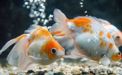 觀賞魚值錢嗎(觀賞魚的價值主要體現(xiàn)在兩個方面:觀賞魚的價值主要體現(xiàn)在兩個方面) 觀賞魚百科 第1張 觀賞魚值錢嗎(觀賞魚的價值主要體現(xiàn)在兩個方面:觀賞魚的價值主要體現(xiàn)在兩個方面) 觀賞魚值錢嗎(觀賞魚的價值主要體現(xiàn)在兩個方面:觀賞魚的價值主要體現(xiàn)在兩個方面) 觀賞魚百科 第1張