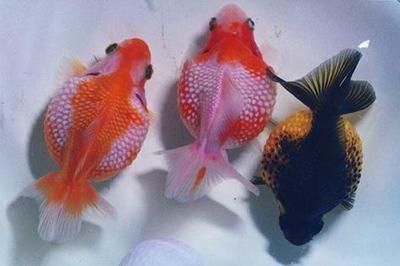 觀賞魚值錢嗎（觀賞魚的價值主要體現(xiàn)在兩個方面：觀賞魚的價值主要體現(xiàn)在兩個方面） 觀賞魚值錢嗎（觀賞魚的價值主要體現(xiàn)在兩個方面：觀賞魚的價值主要體現(xiàn)在兩個方面） 觀賞魚百科 第3張