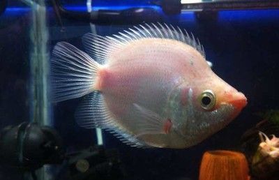 觀賞魚值錢嗎(觀賞魚的價值主要體現(xiàn)在兩個方面:觀賞魚的價值主要體現(xiàn)在兩個方面) 觀賞魚百科 第4張 觀賞魚值錢嗎(觀賞魚的價值主要體現(xiàn)在兩個方面:觀賞魚的價值主要體現(xiàn)在兩個方面) 觀賞魚值錢嗎(觀賞魚的價值主要體現(xiàn)在兩個方面:觀賞魚的價值主要體現(xiàn)在兩個方面) 觀賞魚百科 第4張