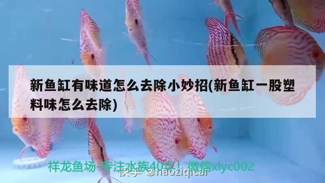 新魚缸有味道怎么去除小妙招(新魚缸一股塑料味怎么去除)（新魚缸塑料味怎么去除魚缸水有異味小妙招） 新魚缸有味道怎么去除小妙招(新魚缸一股塑料味怎么去除)（新魚缸塑料味怎么去除魚缸水有異味小妙招） 觀賞魚百科