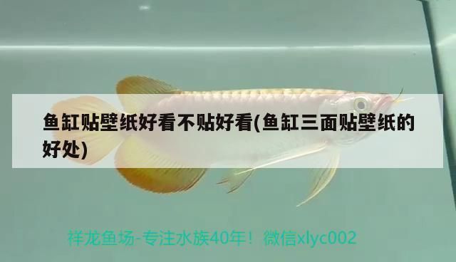 魚缸貼壁紙好看不貼好看(魚缸三面貼壁紙的好處)（魚缸三面貼壁紙好看不貼好看）