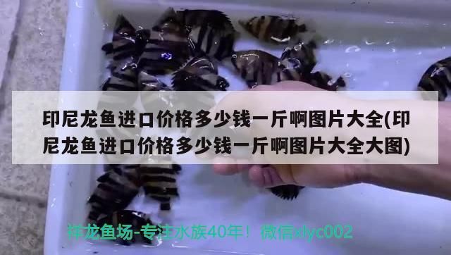 紅龍魚趴缸還不吃食怎么辦：紅龍魚趴缸底的最佳治療（紅龍魚趴缸底不吃食怎么辦？） 紅龍魚趴缸還不吃食怎么辦：紅龍魚趴缸底的最佳治療（紅龍魚趴缸底不吃食怎么辦？） 觀賞魚百科 第2張