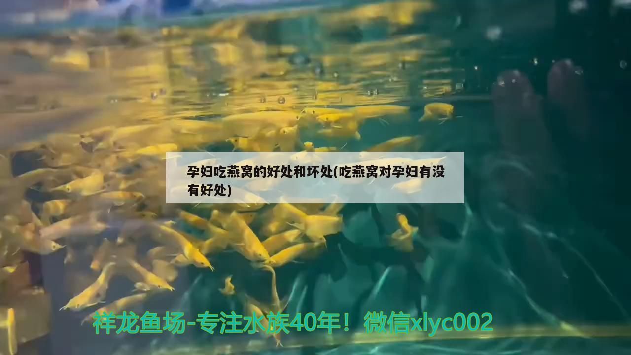紅龍魚趴缸還不吃食怎么辦：紅龍魚趴缸底的最佳治療（紅龍魚趴缸底不吃食怎么辦？） 紅龍魚趴缸還不吃食怎么辦：紅龍魚趴缸底的最佳治療（紅龍魚趴缸底不吃食怎么辦？） 觀賞魚百科 第3張