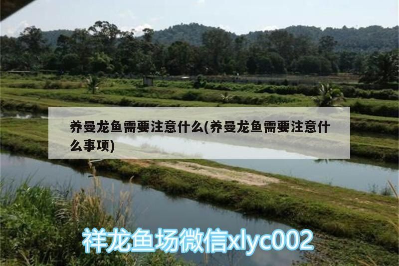 養曼龍魚需要注意什么(養曼龍魚需要注意什么事項)（養曼龍魚需要注意什么）