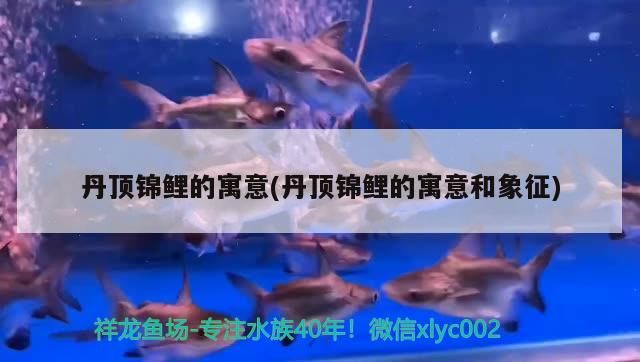 丹頂錦鯉的寓意(丹頂錦鯉的寓意和象征)（丹頂錦鯉的寓意和寓意） 丹頂錦鯉的寓意(丹頂錦鯉的寓意和象征)（丹頂錦鯉的寓意和寓意） 觀賞魚百科