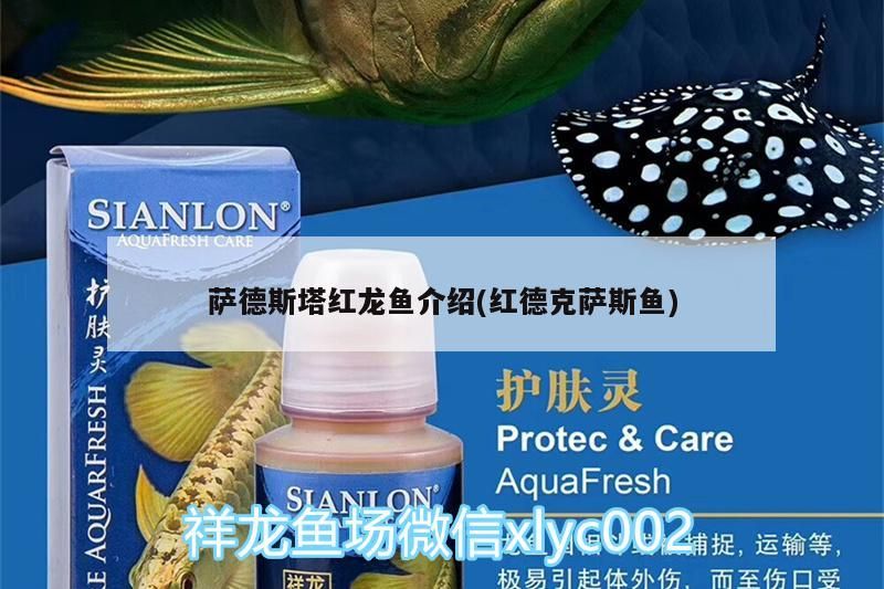 青龍魚 薩德斯塔紅龍魚介紹(紅德克薩斯魚)(紅德克薩斯紅龍魚介紹) 觀賞魚百科 薩德斯塔紅龍魚介紹(紅德克薩斯魚)(紅德克薩斯紅龍魚介紹) 薩德斯塔紅龍魚介紹(紅德克薩斯魚)(紅德克薩斯紅龍魚介紹) 觀賞魚百科