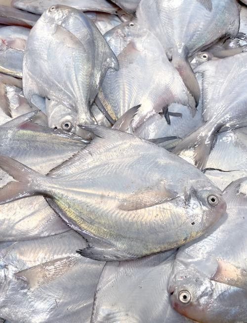 淡水金鯧魚（墨川繪事最近市場很多金鯧魚買了3條分享潮汕特色做法）