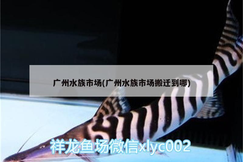 廣州水族市場(廣州水族市場搬遷到哪)（以鮮花為特色的廣州水族市場搬遷至新址）