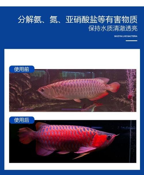 美國百因美龍魚（“美國百因美”品牌及其龍魚品牌及其龍魚相關(guān)產(chǎn)品信息）