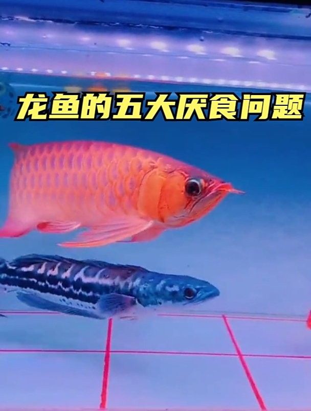 龍魚不吃食的原因調（龍魚不吃食怎么辦）