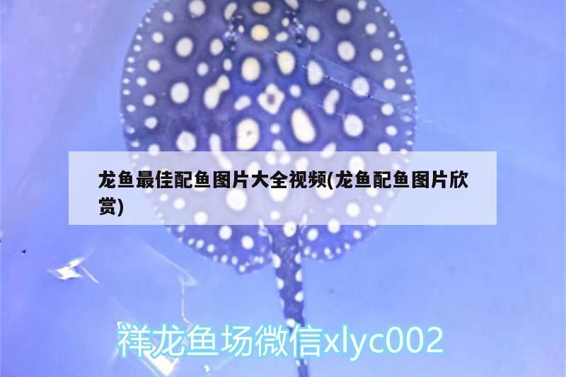 龍魚最佳配魚圖片大全視頻(龍魚配魚圖片欣賞)（金龍魚配什么魚一起養(yǎng)）