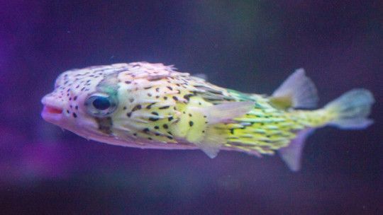 沈陽水族館：沈陽旅游攻略沈陽水族館 沈陽水族館：沈陽旅游攻略沈陽水族館 觀賞魚百科 第2張