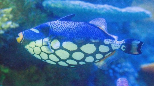沈陽水族館：沈陽旅游攻略沈陽水族館 沈陽水族館：沈陽旅游攻略沈陽水族館 觀賞魚百科 第1張