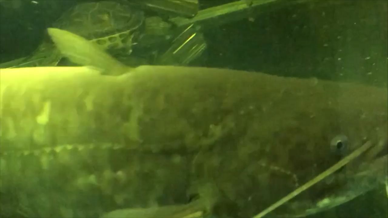 鄭州觀賞魚運(yùn)輸公司排名前十（ 鄭州觀賞魚批發(fā)市場電話）（鄭州哪里有賣觀賞魚的）