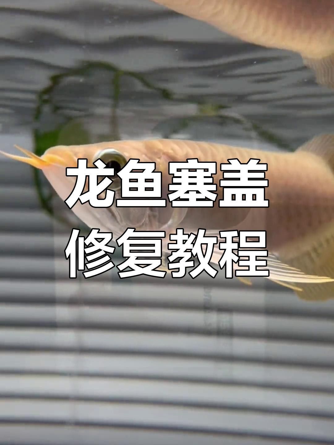 龍魚鰓蓋邊緣翻卷怎么辦（龍魚鰓蓋邊緣翻卷是常見的健康問題之一龍魚鰓蓋邊緣翻卷） 龍魚鰓蓋邊緣翻卷怎么辦（龍魚鰓蓋邊緣翻卷是常見的健康問題之一龍魚鰓蓋邊緣翻卷） 觀賞魚百科 第1張