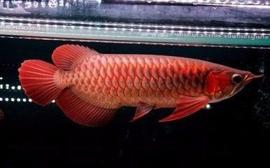 喂兩年大麥蟲的紅龍魚