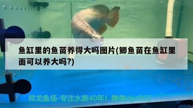 銀龍魚都喂什么飼料啊（養銀龍魚用什么飼料）（銀龍魚的飼養方式）