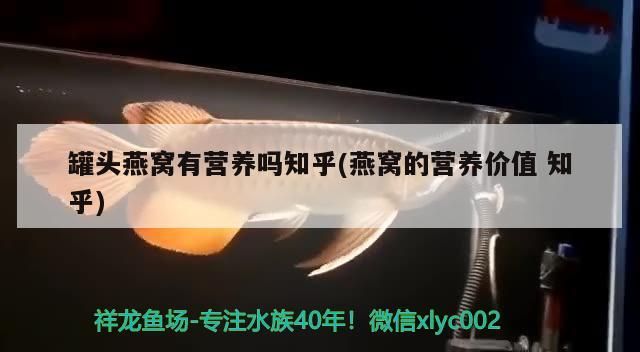 馬來西亞燕窩 罐頭燕窩有營養嗎知乎(燕窩的營養價值知乎) 觀賞魚百科 罐頭燕窩有營養嗎知乎(燕窩的營養價值知乎) 罐頭燕窩有營養嗎知乎(燕窩的營養價值知乎) 觀賞魚百科