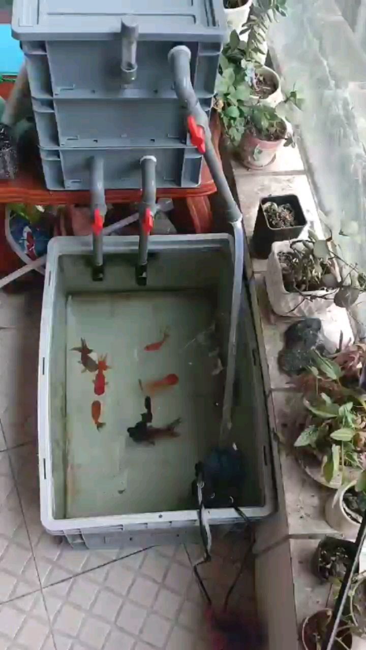 晉州哪里有賣魚缸的店鋪啊圖片（晉州魚缸二手市場(chǎng)）（哈爾濱市<strong><mark>道里</mark></strong>區(qū)哈爾濱市<strong><mark>道里</mark></strong>區(qū)力四方臺(tái)魚缸定制魚缸）