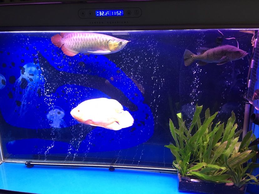 龍終于擺脫了溶鱗病（江西贛州市大余縣==========） 龍終于擺脫了溶鱗病（江西贛州市大余縣==========） 觀賞魚百科 第1張
