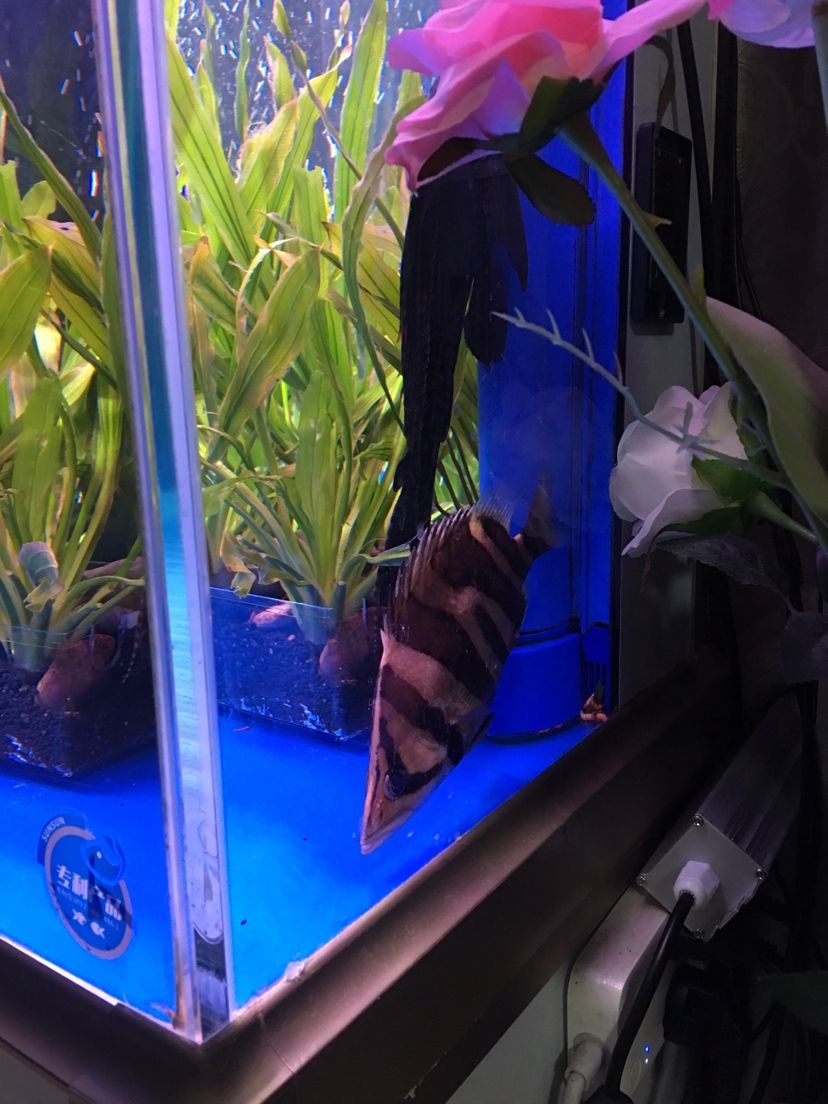 龍終于擺脫了溶鱗病（江西贛州市大余縣==========） 龍終于擺脫了溶鱗病（江西贛州市大余縣==========） 觀賞魚百科 第3張
