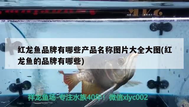 紅龍魚品牌有哪些產(chǎn)品名稱圖片大全大圖(紅龍魚的品牌有哪些)（紅龍魚品牌有哪些產(chǎn)品名稱及名稱圖片大全大圖）