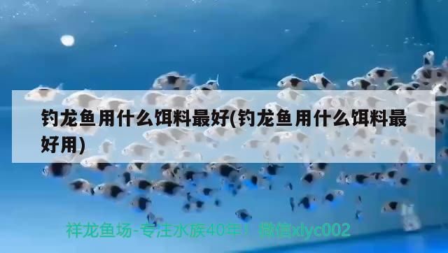 釣龍魚用什么餌料最好(釣龍魚用什么餌料最好用)（釣龍魚用什么餌料最好） 釣龍魚用什么餌料最好(釣龍魚用什么餌料最好用)（釣龍魚用什么餌料最好） 觀賞魚百科