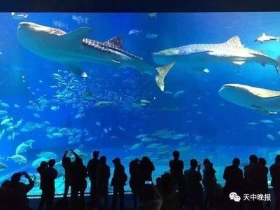 駐馬店水族館：河南省駐馬店水族館水族館是一個重要的旅客來河南省駐馬店水族館