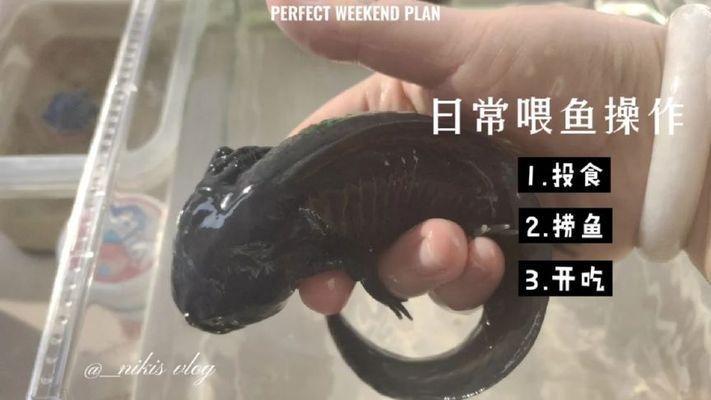 六角恐龍魚飼料怎么喂：六角恐龍魚喂食后清潔技巧， 六角恐龍魚飼料怎么喂：六角恐龍魚喂食后清潔技巧， 觀賞魚百科 第4張